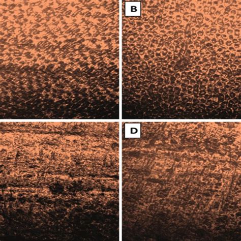 Sem Images Of Premolar Enamel Surfaces Etched With Phosphoric Acid