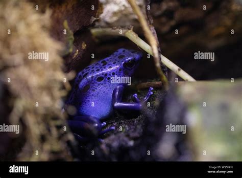 Dendrobates Tinctorius Azureus Or Blue Poison Dart Frog Native To