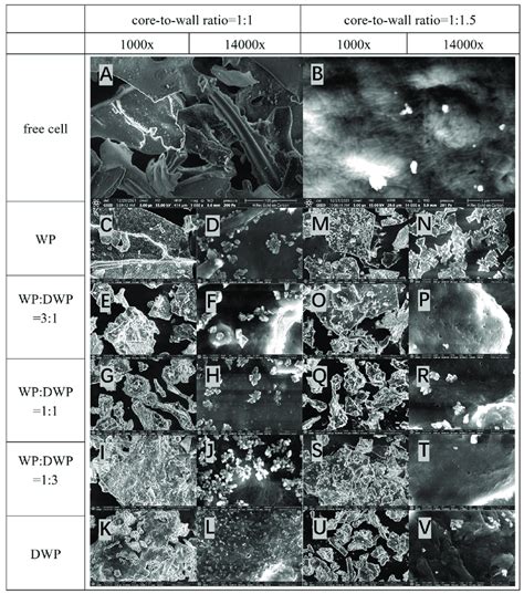 Scanning Electron Microscope SEM Images Of L Plantarum 299v Cells