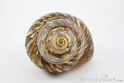 Spiral Snail Shell Stock Photo - Image: 45309313