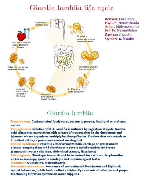 Giardia Lamblia Life Cycle