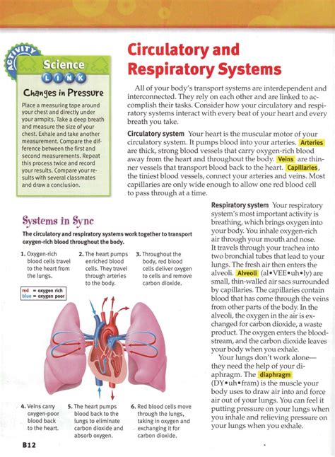 Sample 1: Heart and Lung Diagram - DIAGRAM Center