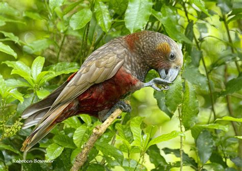 Kaka | Great Bird Pics