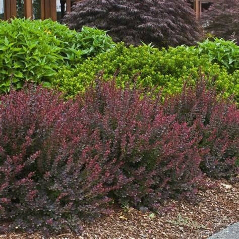 Barberry Royal Burgundy 3 Greenwood Creek Nursery