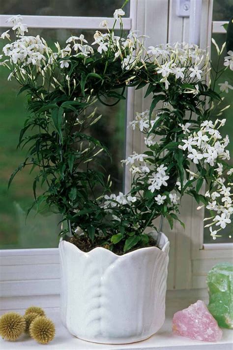 How To Plant And Grow Jasmine Gardeners Path