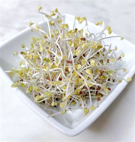 How To Grow Broccoli Sprouts At Home Easy Method