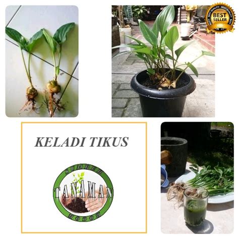 Bibit Pohon Tanaman Herbal Daun Keladi Tikus Lazada Indonesia