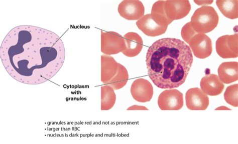 Lab Leukocytes And Neutrophils Esophils Basophils Monocytes