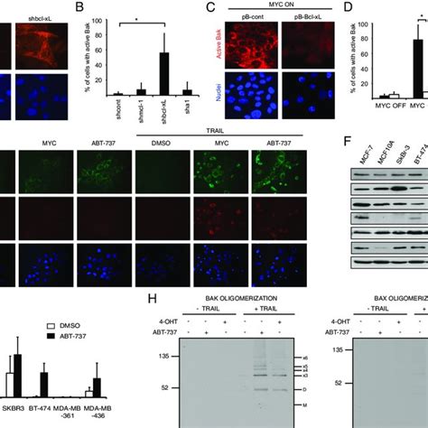 Myc Induced Activation Of AMPK P53 And Bak In Multiple Cell Lines