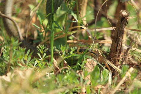 Grass Snake 库存照片 图片 包括有 敌意 成人 爬行动物 本质 圈状 39455334