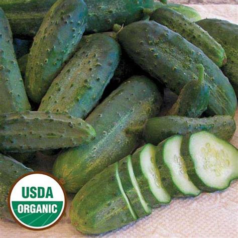 20 Organic Snows Fancy Pickling Cucumber Seeds Historic Heirloom