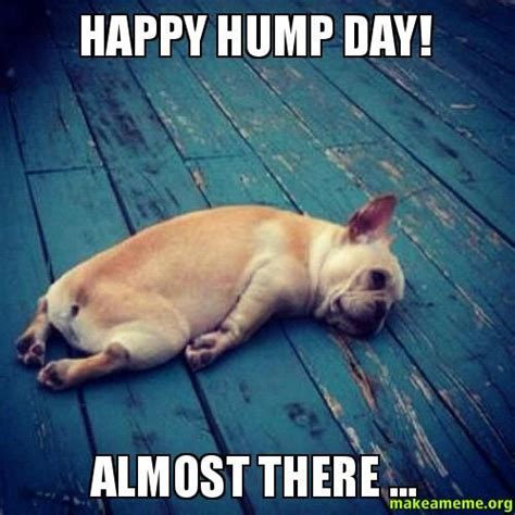 Happy Hump Day Dog Meme : See a recent post on tumblr from ...