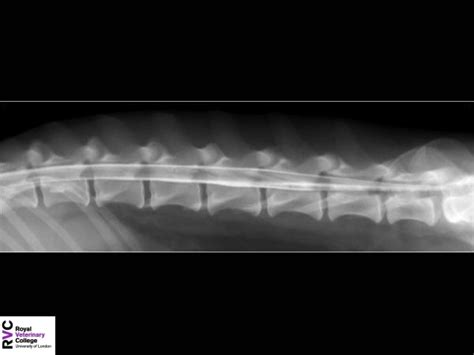 Normal Spine X Ray Dog