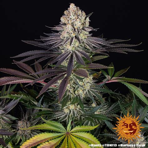 Runtz Weed Strain Barneys Farm Samen