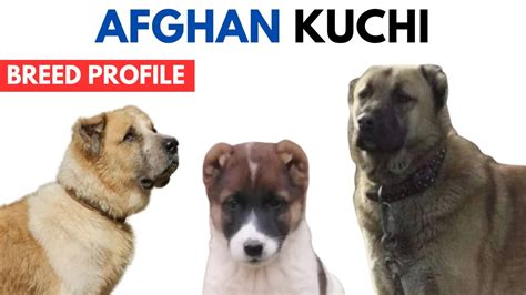 Afghan Kuchi Dog Breed Profile History Price Traits Afghan Kuchi