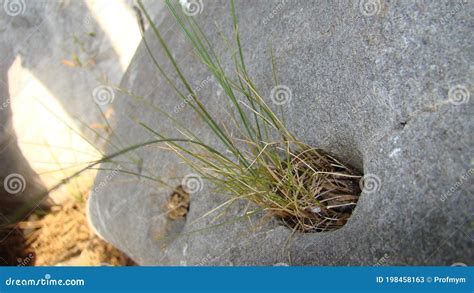Existe Algum Vegetal Que Consiga Sobreviver Fixo Numa Pedra - Erva Cultivada a Partir De Dentro Da Pedra. Erva Que Cresce a Partir De ...