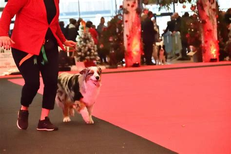 Nantes Expositions Canines Nationales Et Internationales Les Et