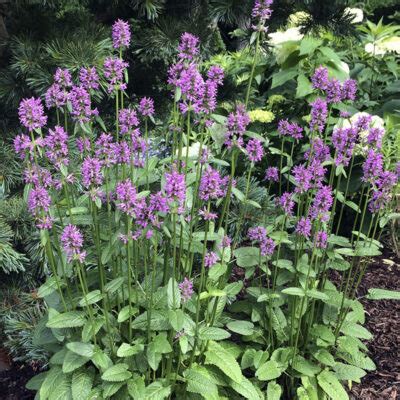 Stachys Moniera Hummelo Putnam Hill Nursery