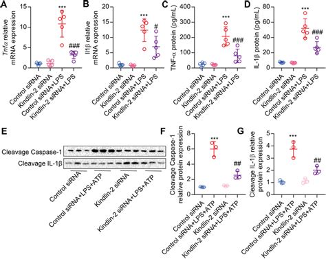 Depletion Of Kindlin Inhibits Pro Inflammatory Cytokine Expression