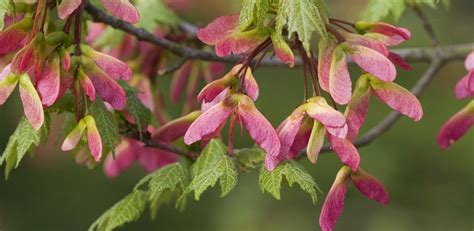 Maple Box Elder Acer Genus Level Details And Allergy Info Sycamore Seed Seeds Flower Pictures