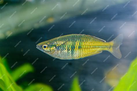 Boesemani Rainbow Fish Female