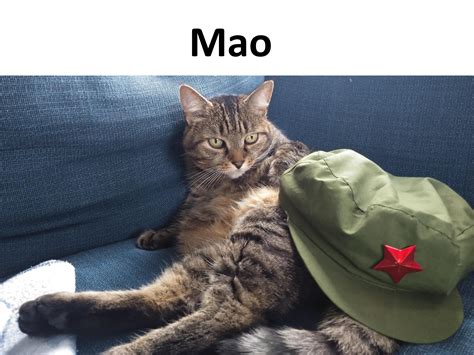 my cat is a Chinese communsit. : r/memes