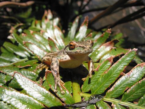 Four Wheel Drive Victoria Spotted Tree Frog Update