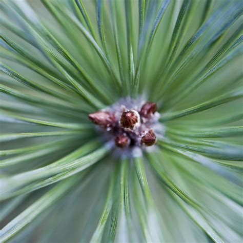 Baby Pine Tree Close Up Of A Young Pine Tree That Appeared Flickr