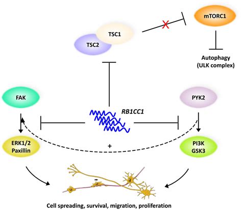 Cascade Of Events Triggered By The Overexpression Of Rb1cc1 In Scz Download Scientific Diagram