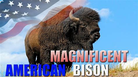 Massive American Bison Almost Goes Extinct History Of The Magnificent