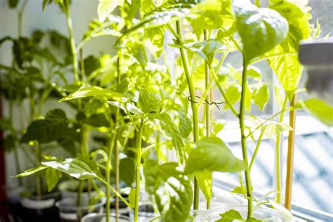 How to Grow Tomatoes Indoors – Enjoy Tomatoes All Year Round - Tomato Bible