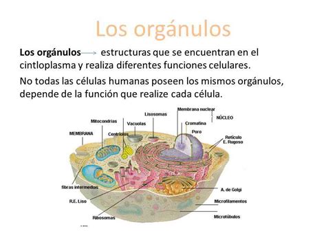 Partes Del Citoplasma