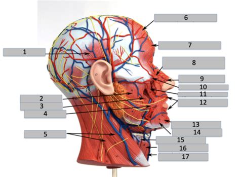 Muscles Head Neck Lateral And Anterior Lateral Flashcards Quizlet