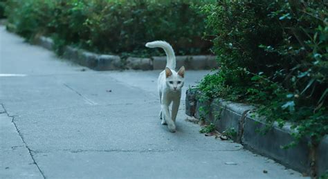 Can Cats Control Their Tails Vet Verified Positions Movement