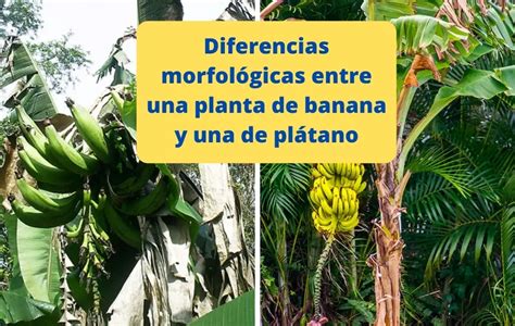 Diferencias Entre Una Planta De Banana Y Una De Pl Tano Wiki Agronomia