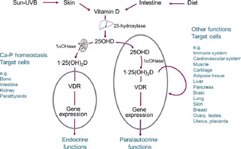 Vitamin D Metabolic Pathway 1 25 Oh 2 D 1 25 Dihydroxyvitamin D