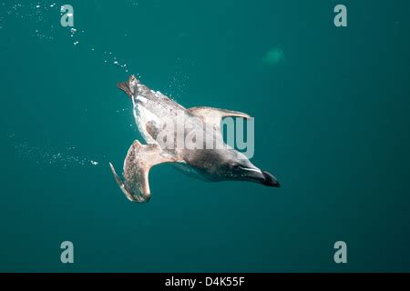 Guillemot Bird Swimming Underwater Stock Photo Alamy