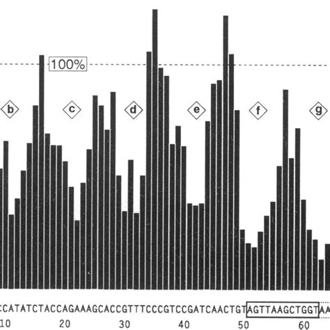 Comparison Of The Dnase I Digestion Footprint In Genomic And Naked S