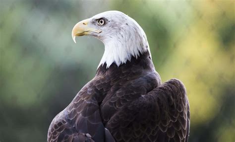 Download Bald Eagle Side Profile Pictures