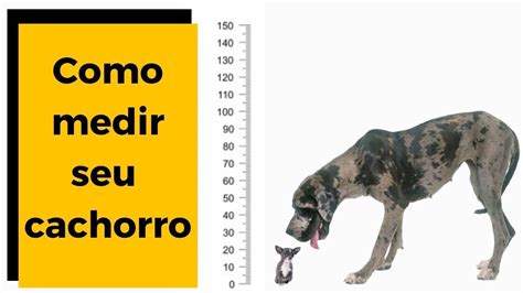 RAÇA DE CACHORRO Como medir porte pequeno porte médio e porte grande