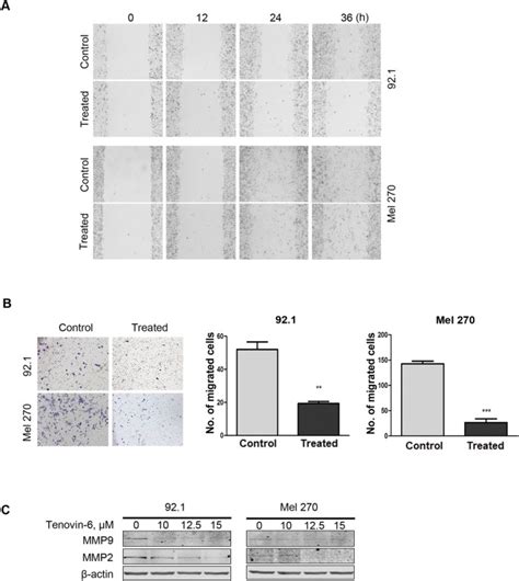 Class Iii Specific Hdac Inhibitor Tenovin 6 Induces Apoptosis