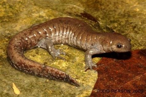 Streamside Salamander Ambystoma Barbouri Indiana Herp Atlas