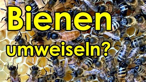 K Nigin Auswechseln Wie Geht Es Den Bienen Im Bl Tterstock Bienenvolk