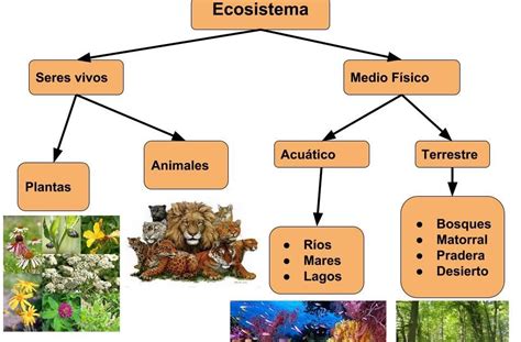 Mapa Conceptual De Los Ecosistemas Terrestres Tesmapa 4