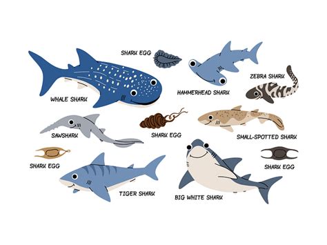 Types of sharks by Tanya Bosyk on Dribbble