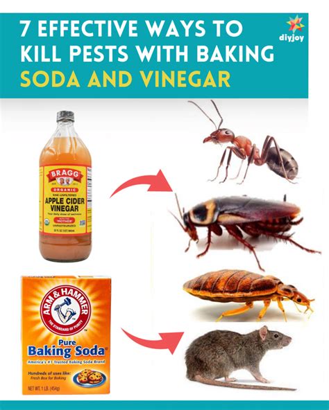 Effective Ways To Kill Pests With Baking Soda And Vinegar