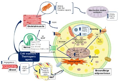 Activation Of Bat Thermogenesis And Wat Browning Upon Cold Exposure