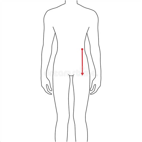 Men To Do Body Rise Measurement Body With Arrows Fashion Illustration