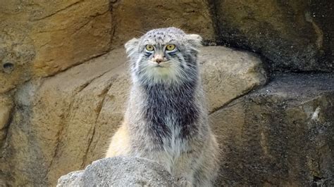 2018年5月5日）神戸市立王子動物園のマヌルネコ、イーリスくん ヤマネコ目線