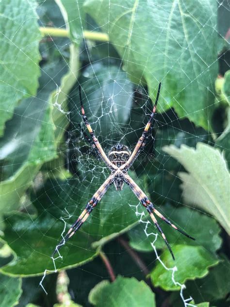 Spider in its habitat stock image. Image of beuatiful - 180308731